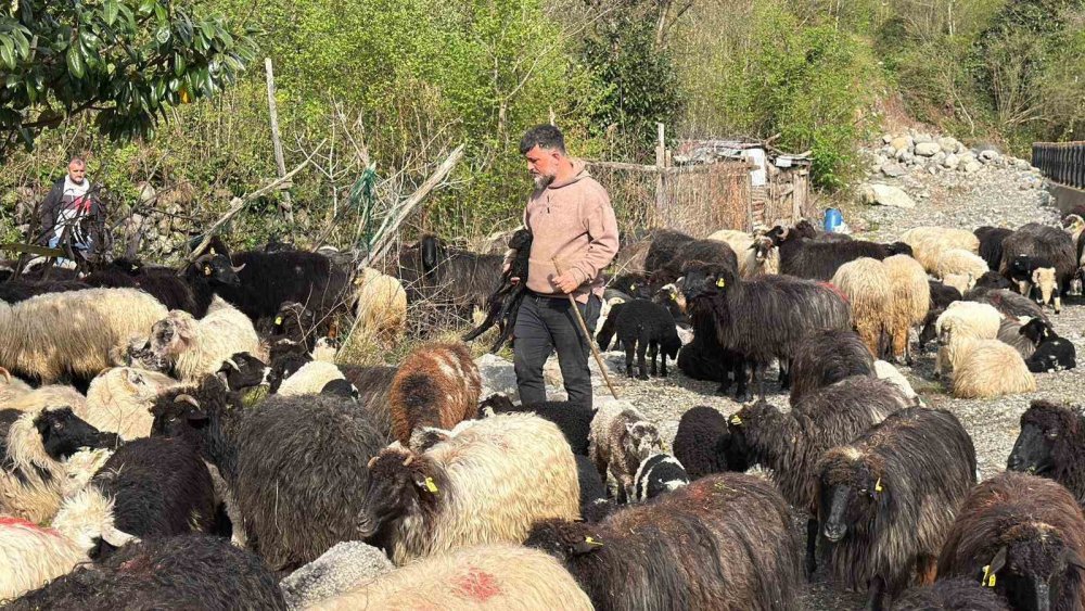 Artvin’de Zorlu Yayla Göçü Başladı