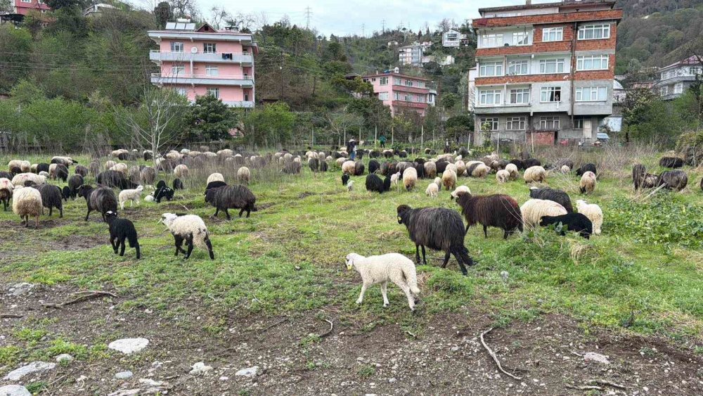 Artvin’de Zorlu Yayla Göçü Başladı