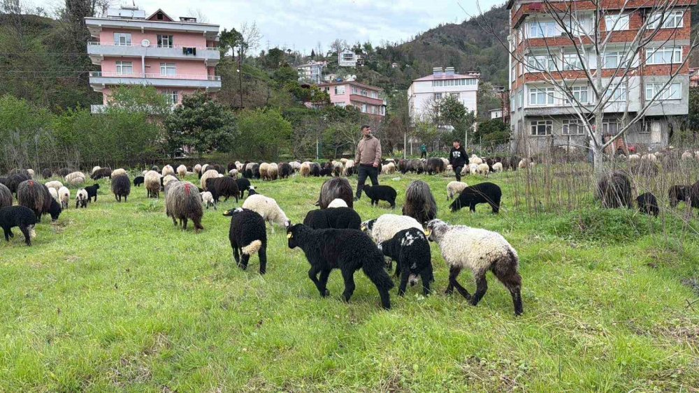 Artvin’de Zorlu Yayla Göçü Başladı