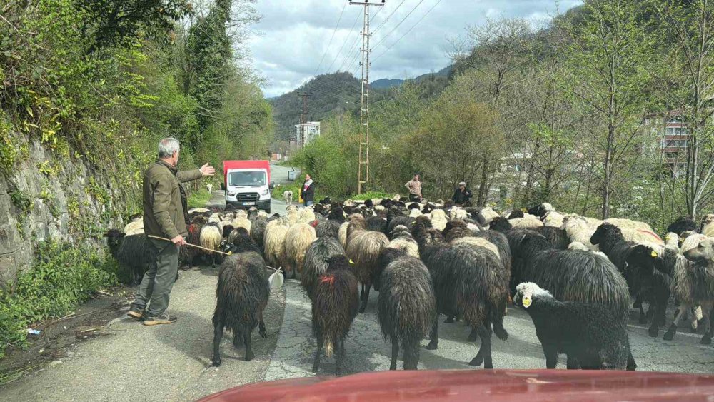 Artvin’de Zorlu Yayla Göçü Başladı