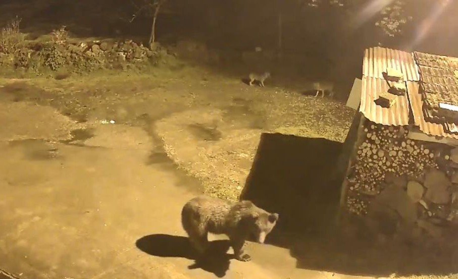 Artvin’de Aç Kalan Ayılar Köylere İndi