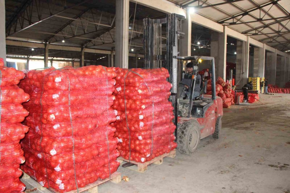 Pazarın En Ucuzu Soğan Amasya’dan Avrupa’ya Gönderiliyor