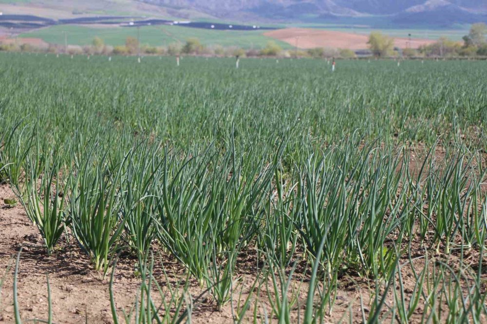 Pazarın En Ucuzu Soğan Amasya’dan Avrupa’ya Gönderiliyor