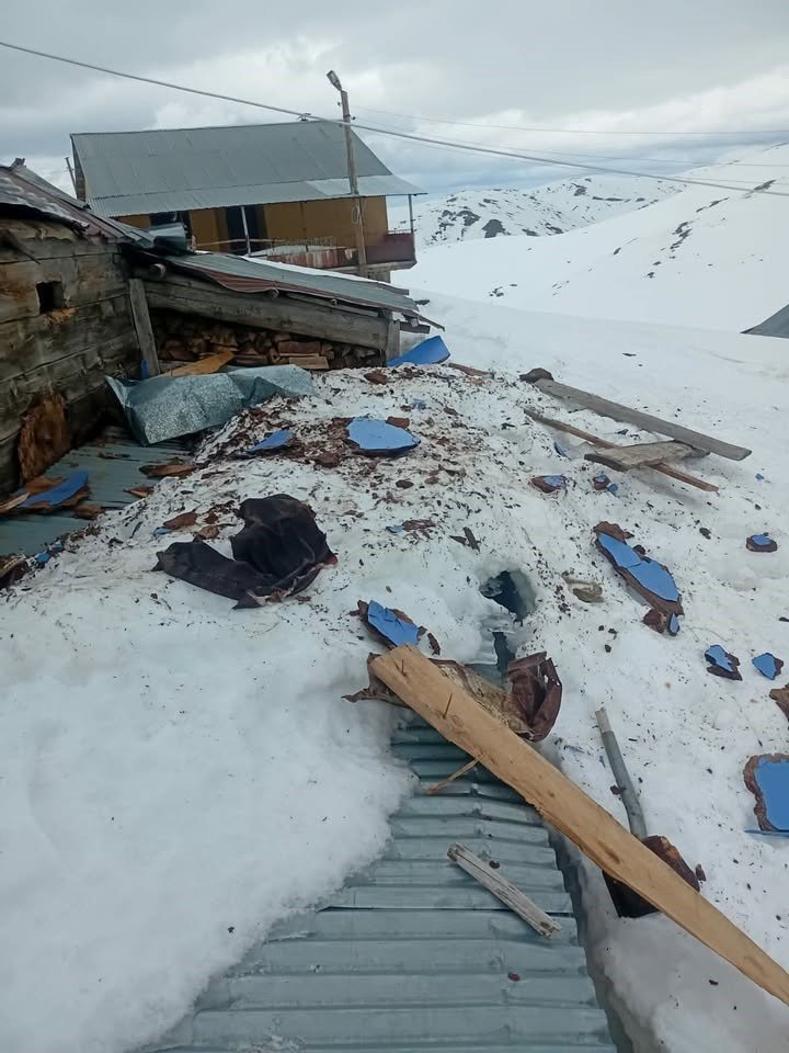 Gümüşhane Yaylalarında Ayı Dehşeti Devam Ediyor