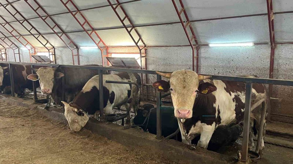 Artvin’de Kurbanlıklar Pazara Çıkmayı Bekliyor