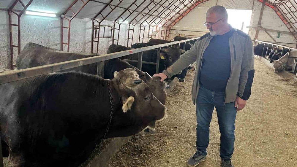 Artvin’de Kurbanlıklar Pazara Çıkmayı Bekliyor