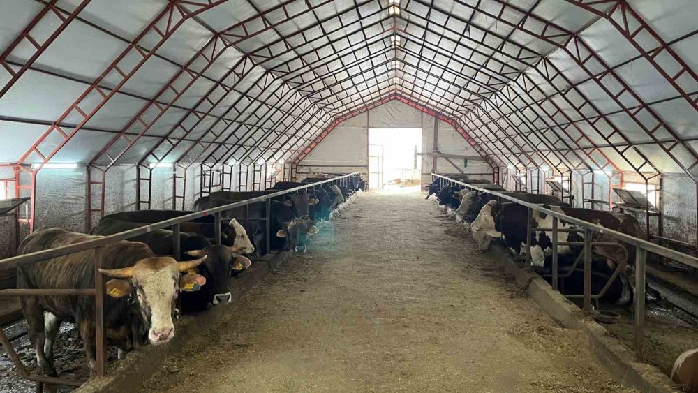 Artvin’de Kurbanlıklar Pazara Çıkmayı Bekliyor