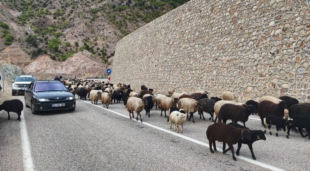 ARTVİN’DE HAVALARIN ISINMASIYLA BİRLİKTE BESİCİLERİN YAYLA YOLCULUĞU BAŞLADI