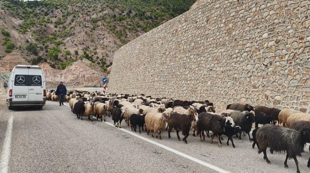 ARTVİN’DE HAVALARIN ISINMASIYLA BİRLİKTE BESİCİLERİN YAYLA YOLCULUĞU BAŞLADI