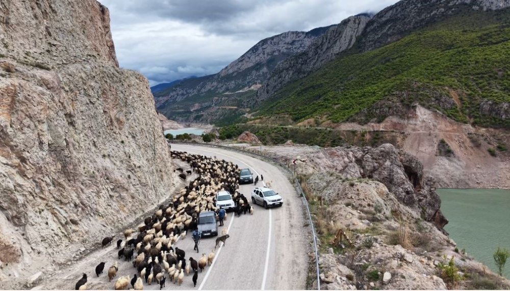 ARTVİN’DE HAVALARIN ISINMASIYLA BİRLİKTE BESİCİLERİN YAYLA YOLCULUĞU BAŞLADI