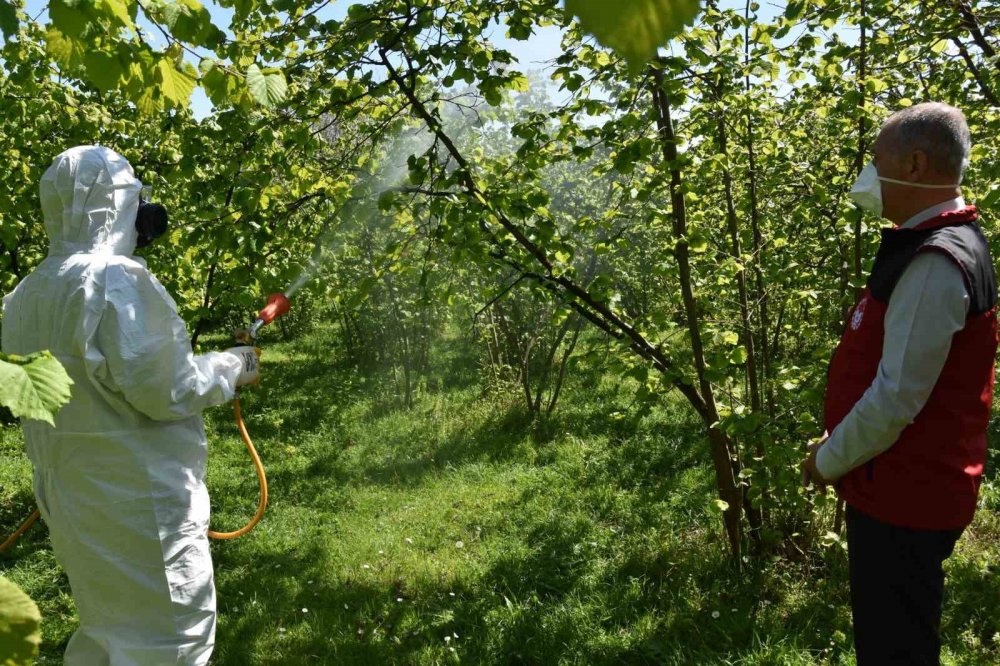 Fındıkta Külleme Ve Kozalak Akarına Karşı Mücadele Başlatıldı
