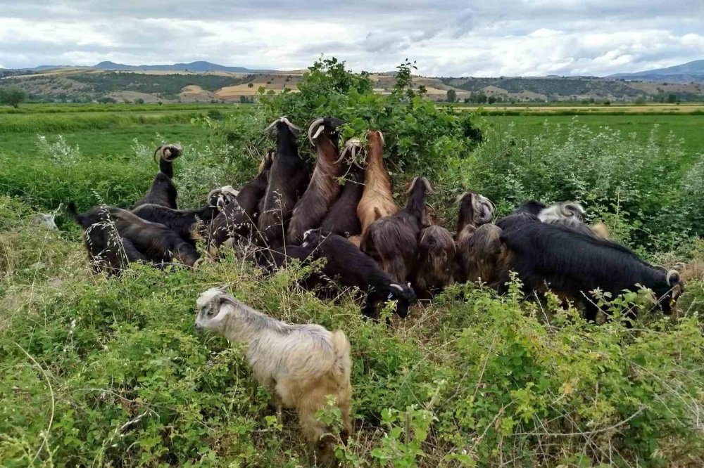 Sattığı Keçilerinin Parasını Alamayan Yaşlı Adam, Sağlığından Da Oldu