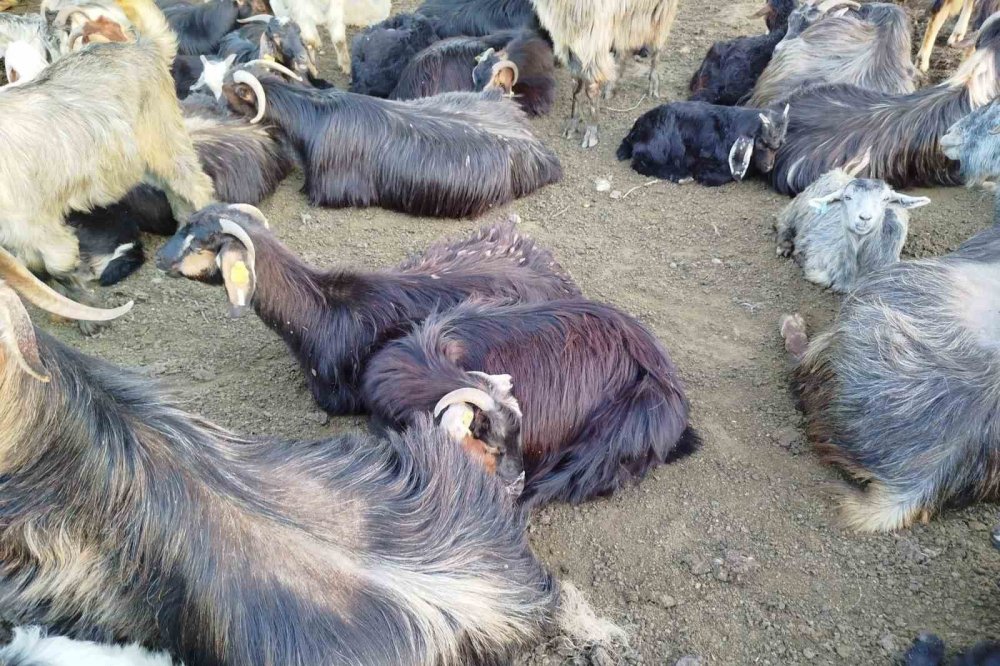 Sattığı Keçilerinin Parasını Alamayan Yaşlı Adam, Sağlığından Da Oldu