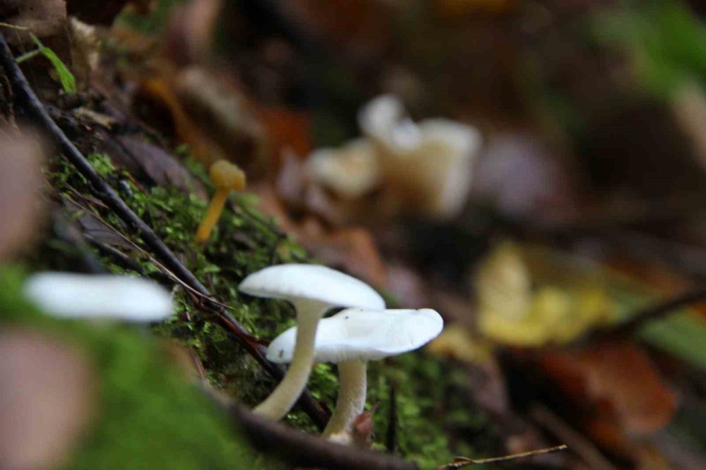 Kahverengi Kokarcaya Karşı Mücadelede Zehirli Mantarlardan Yararlanılacak