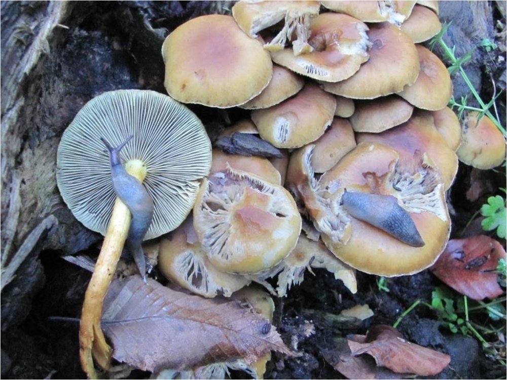 Kahverengi Kokarcaya Karşı Mücadelede Zehirli Mantarlardan Yararlanılacak