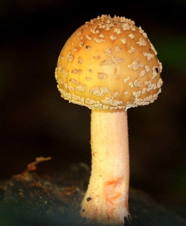 Kahverengi Kokarcaya Karşı Mücadelede Zehirli Mantarlardan Yararlanılacak