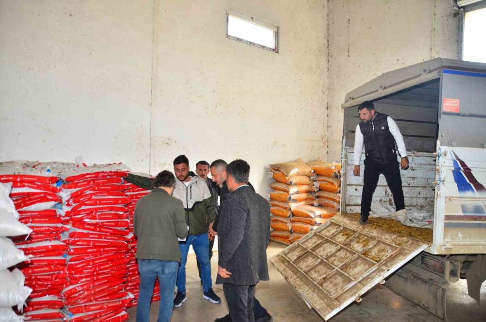 Samsun’da Çiftçilere Sorgum Sudan Tohumu Dağıtıldı