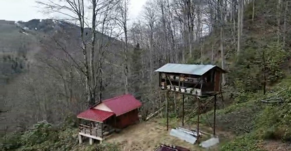 Rize’de Aç Kalan Ayı Kovanlara Ulaşmak İçin Demire Tırmandı