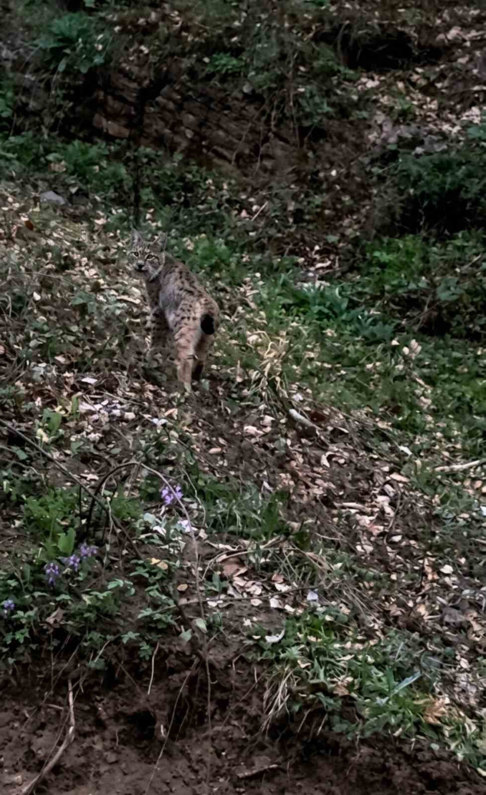 Sinop’ta Vaşak Görüntülendi