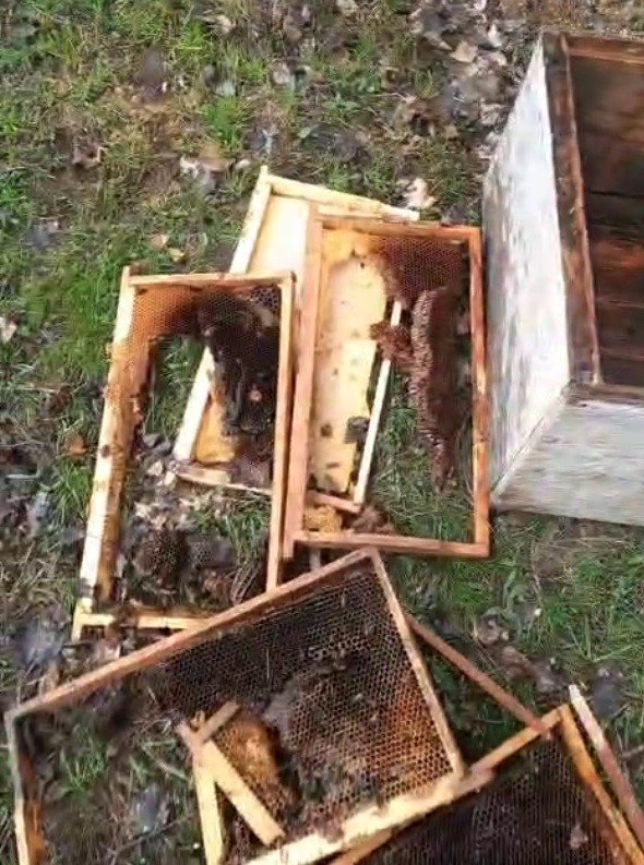 Bayburt’ta İki Farklı Arılığı Talan Eden Ayılar Köpek Havlayınca Kaçtı