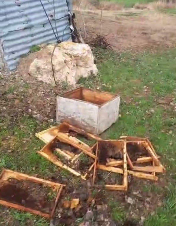 Bayburt’ta İki Farklı Arılığı Talan Eden Ayılar Köpek Havlayınca Kaçtı