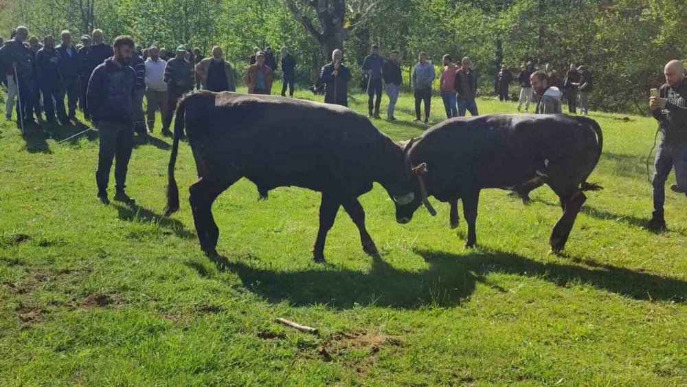 Rize’de Boğalar Arenaya Hazırlanıyor