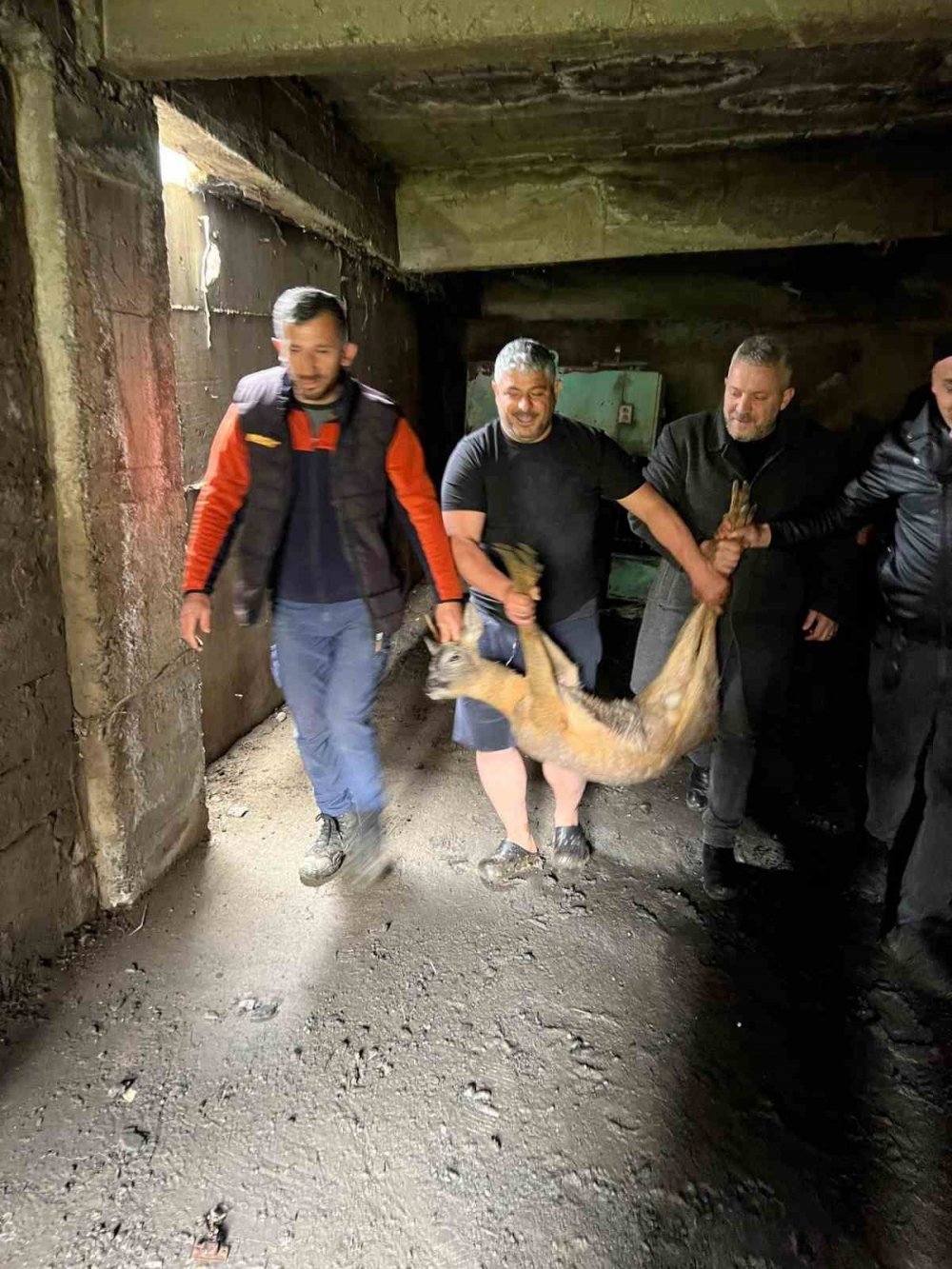 Derede Mahsur Kalan Karaca Kurtarıldı