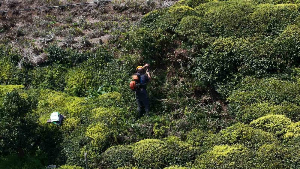 Doğu Karadeniz’de Çay Sezonu Öncesi Hazırlıklar Tamamlanıyor