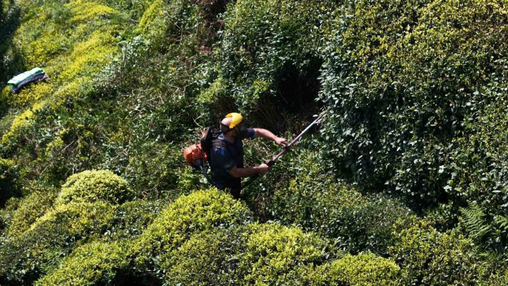 Doğu Karadeniz’de Çay Sezonu Öncesi Hazırlıklar Tamamlanıyor