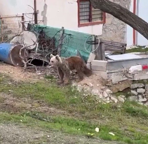 Gümüşhane’de Ayılar Yaylalardan Sonra Köyleri Mesken Edindi: Vatandaşlar Tedirgin