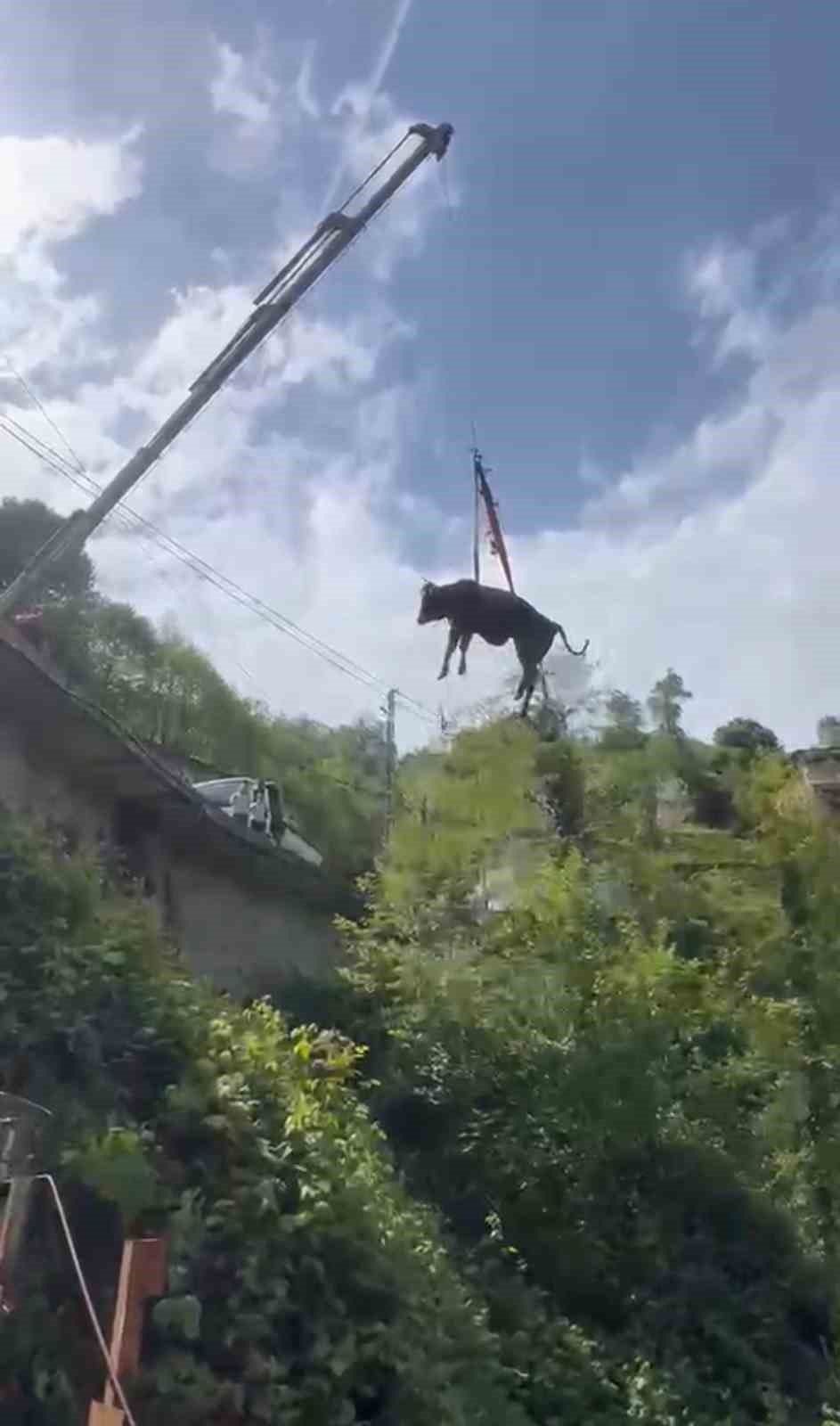 Rize’de Dereye Yuvarlanan Kurbanlık İnek Vinçle Kurtarıldı
