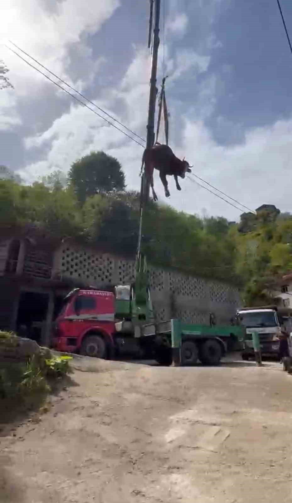 Rize’de Dereye Yuvarlanan Kurbanlık İnek Vinçle Kurtarıldı