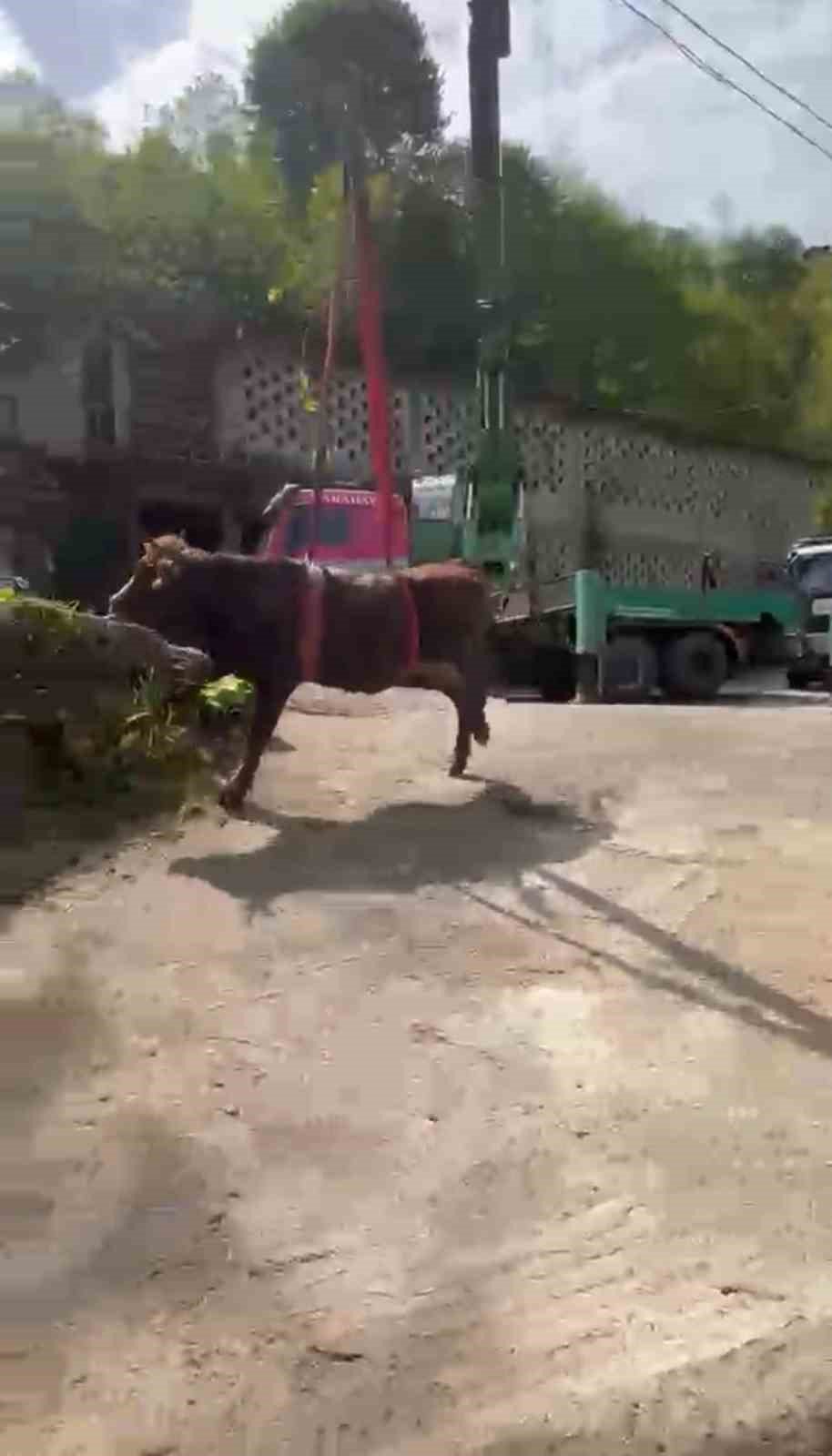 Rize’de Dereye Yuvarlanan Kurbanlık İnek Vinçle Kurtarıldı