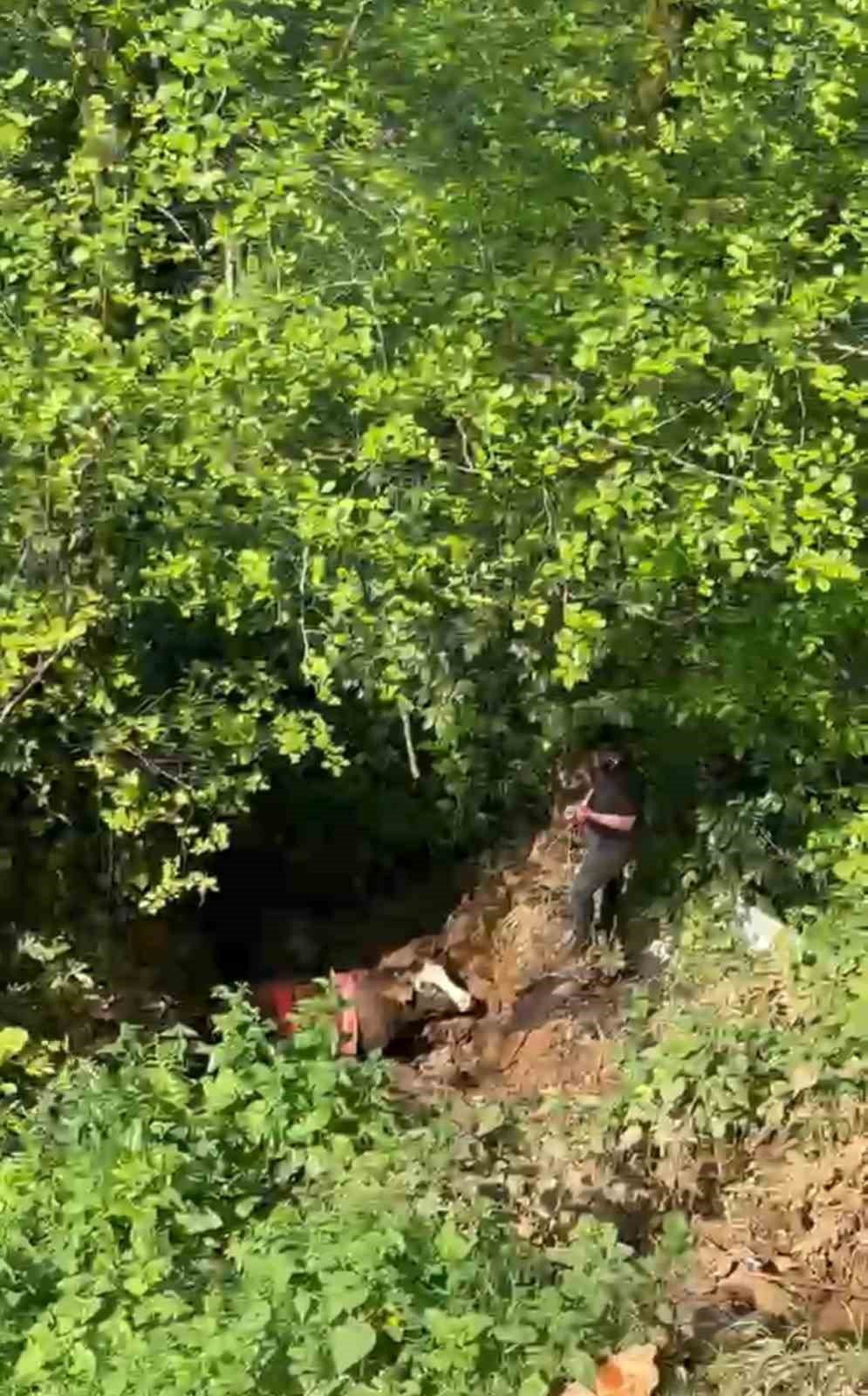 Rize’de Dereye Yuvarlanan Kurbanlık İnek Vinçle Kurtarıldı