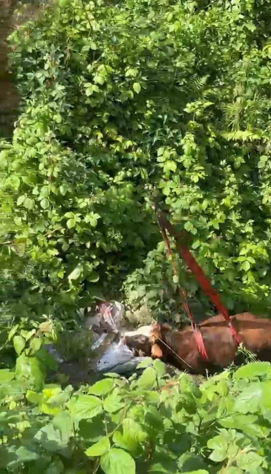 Rize’de Dereye Yuvarlanan Kurbanlık İnek Vinçle Kurtarıldı