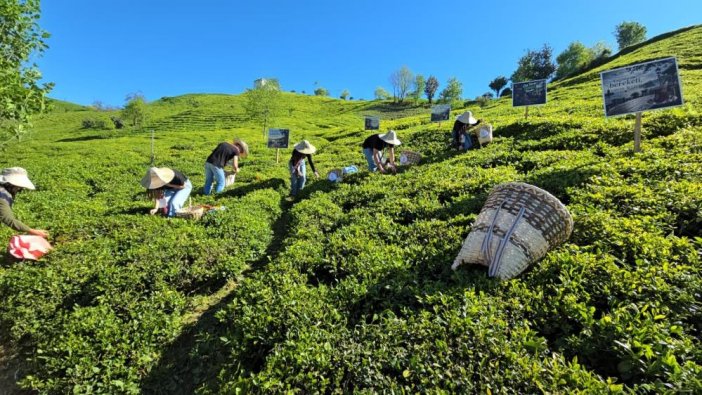 rize-cay1.jpg