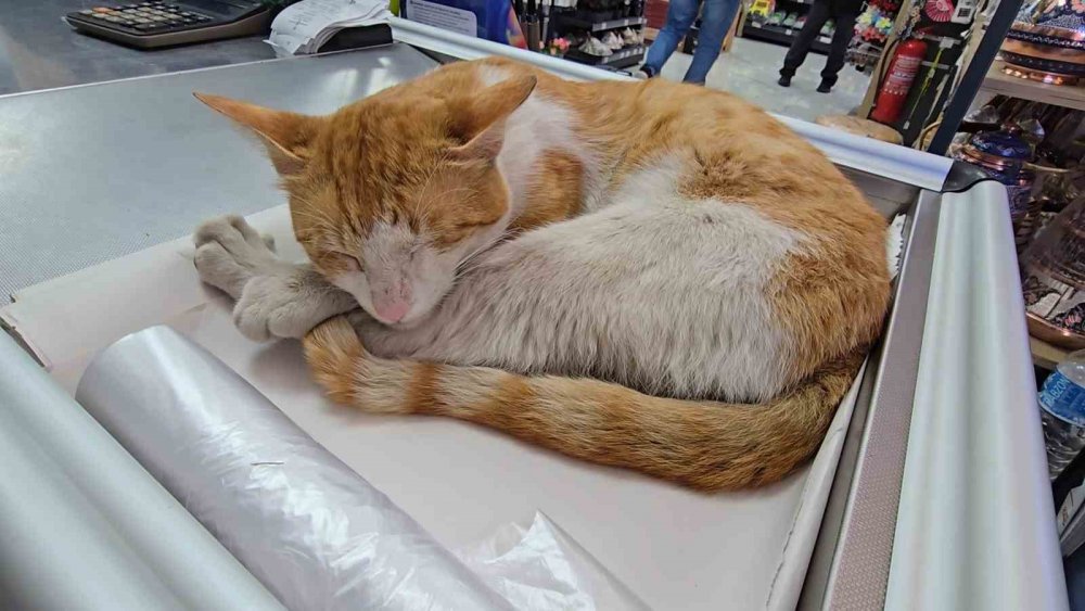 Rize’de Kedi İle Esnafın Dostluğu