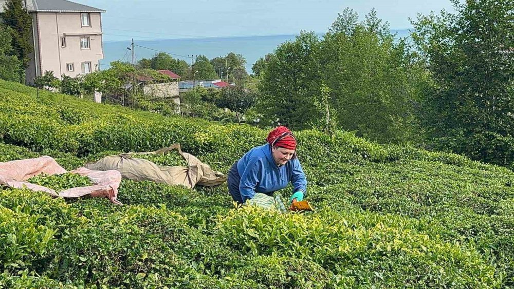 Rize’de Çay Mesaisi Başladı! Üreticiler Gün Doğmadan Bahçelere İndi