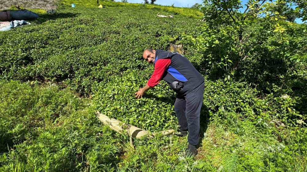 Rize’de Çay Mesaisi Başladı! Üreticiler Gün Doğmadan Bahçelere İndi