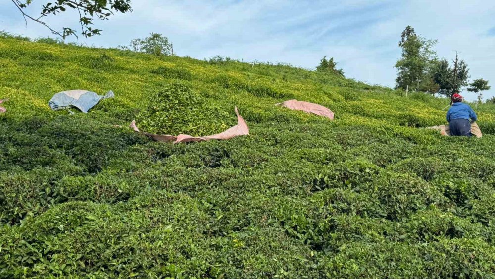 Rize’de Çay Mesaisi Başladı! Üreticiler Gün Doğmadan Bahçelere İndi