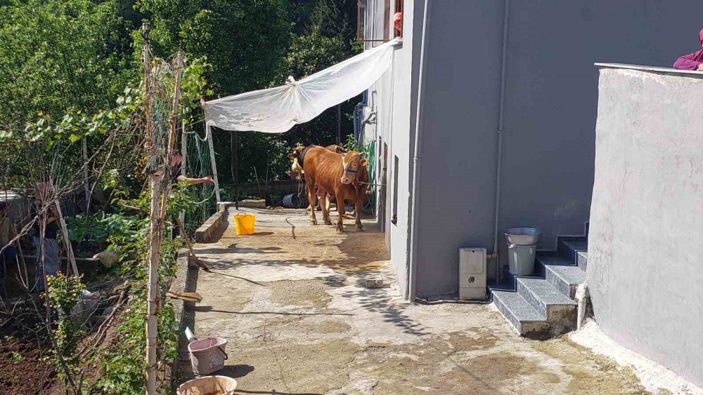 Kurbanlık Mahallede Alarm Verdi: Rize’de Kaçış Filmleri Aratmayan Kovalamaca