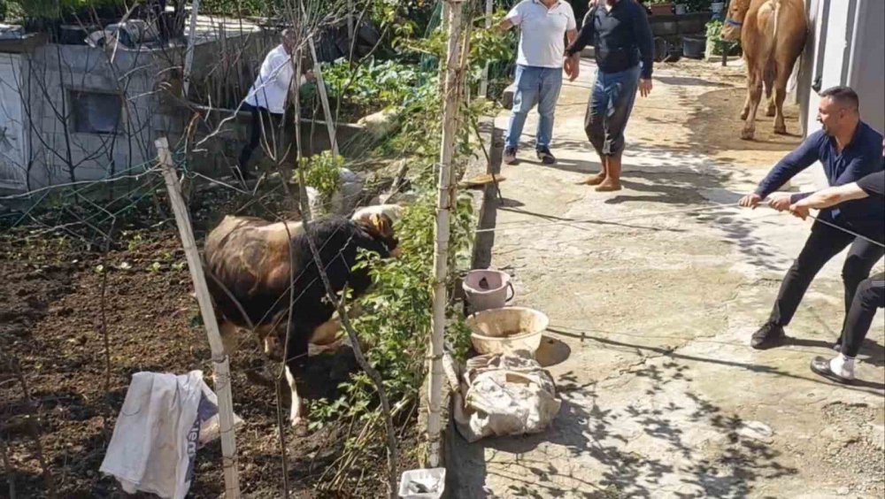 Kurbanlık Mahallede Alarm Verdi: Rize’de Kaçış Filmleri Aratmayan Kovalamaca