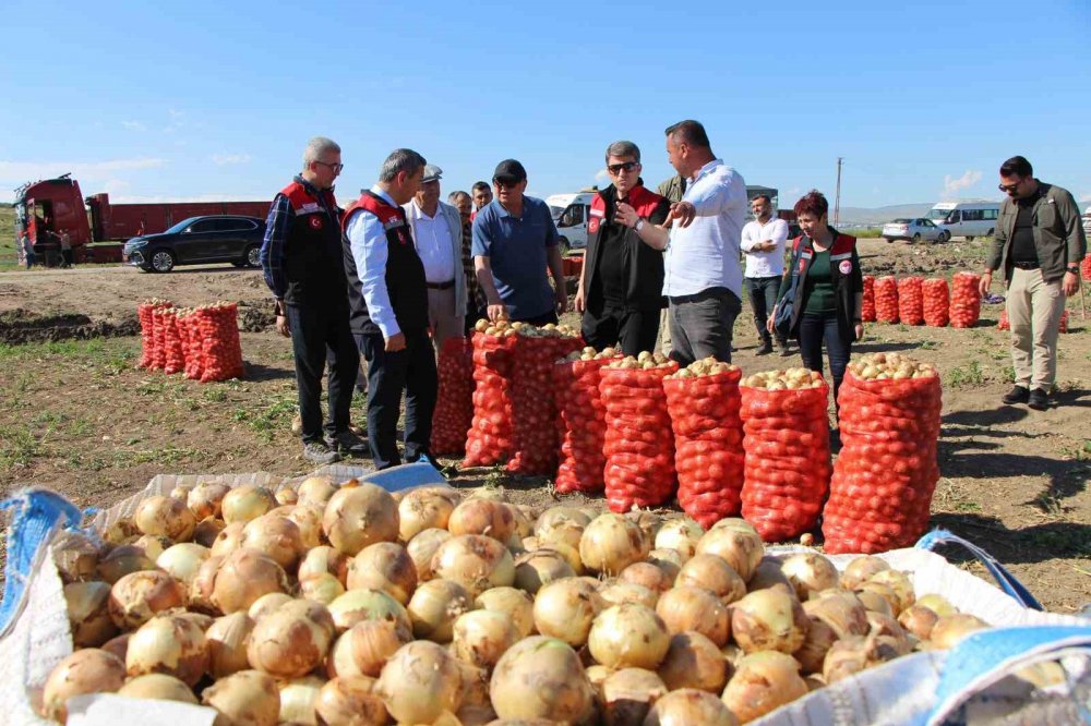 Amasya’da Soğan Hasadı Başladı: Tarlada Kilosu 12-25 Tl Arasında