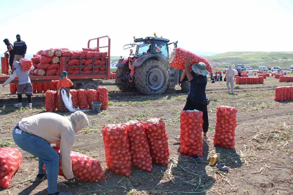 Amasya’da Soğan Hasadı Başladı: Tarlada Kilosu 12-25 Tl Arasında