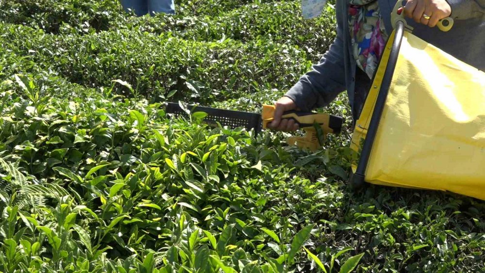 ÇAYKUR’da Kontenjan Uygulaması Başladı, Üretici Özel Sektöre Tepkili