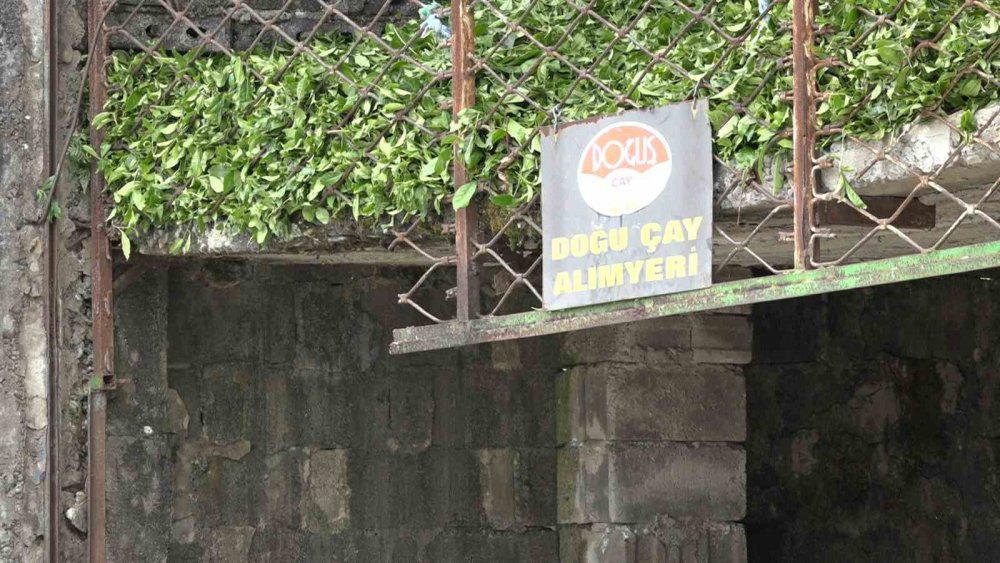 ÇAYKUR’da Kontenjan Uygulaması Başladı, Üretici Özel Sektöre Tepkili