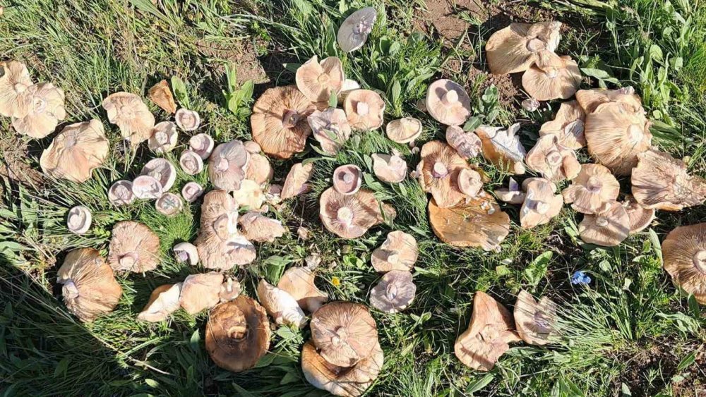 Yağışların Ardından Erzurum Dağlarında Mantar Bereketi