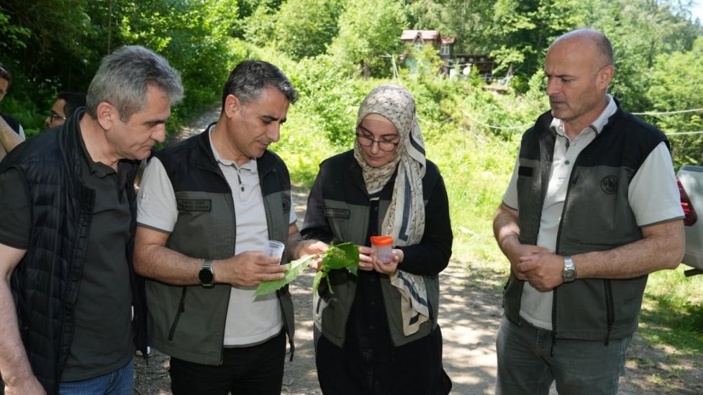 Kestane Ormanlarını Korumak İçin 5 Bin Samuray Arısı Doğaya Salındı