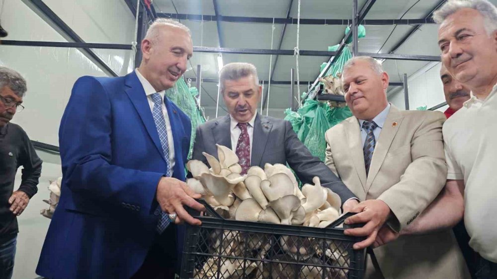 Tünelde Üretilen İstiridye Mantarının İlk Hasadı Gerçekleştirildi