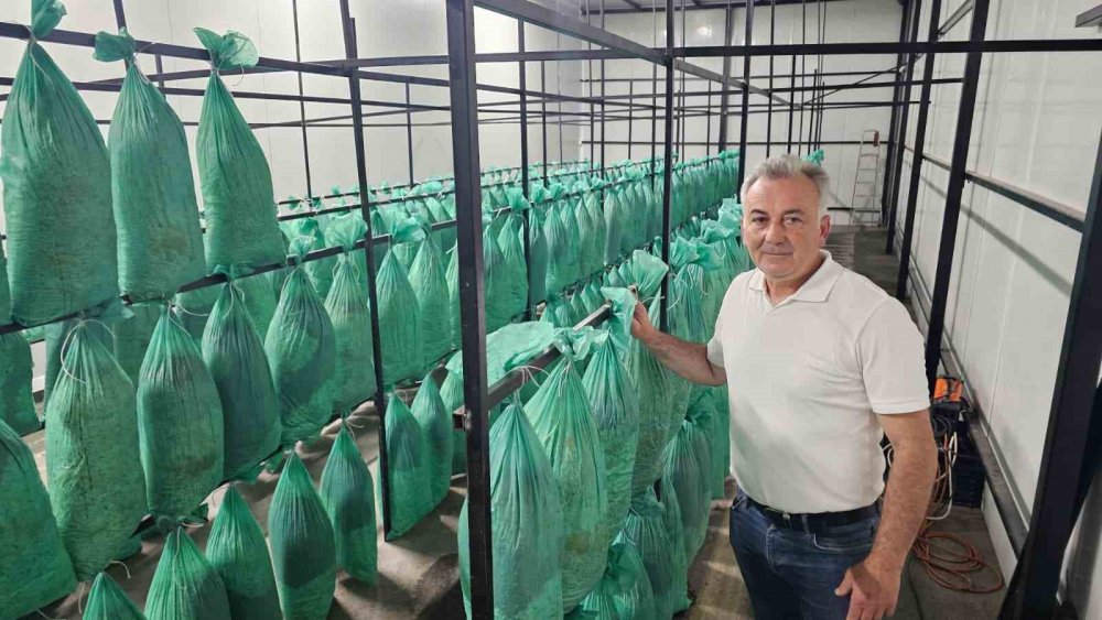 Tünelde Üretilen İstiridye Mantarının İlk Hasadı Gerçekleştirildi